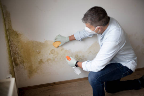 Best Industrial Mold Remediation  in Mi Wuk Village, CA